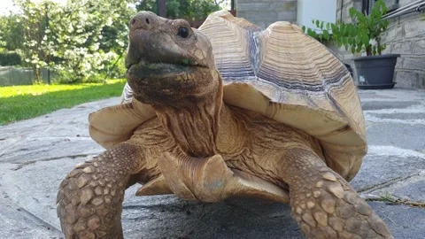 Close-up low-angle pov of walking big sulcata turtle Stock Footage 143373771