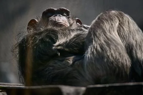 Close up low angle shot of a chimpanzee resting on its back on a wooden platf Stock Photos
