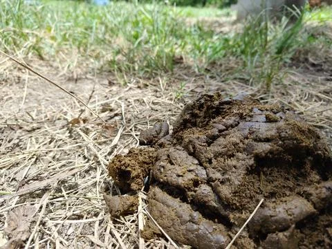 A close-up, low-angle shot of fresh animal manure lying on dry grass Stock Photos