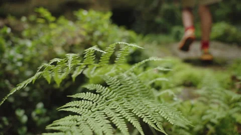 Close-up, low-angle shot of a hikers legs trekking through lush green forest Vidéo 336054874