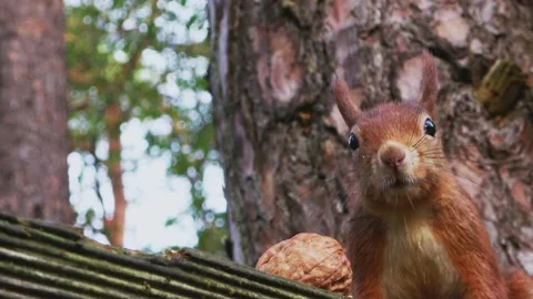 Close up low angle shot of squirrel,Sciurus vulgaris collecting walnut Stock Footage 219847576
