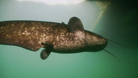 Close up low angle shot of swimming Giant Catfish 스톡 동영상 142581976