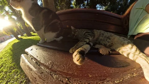 Close-up, low-angle shot of a tabby cat grabbing the camera with its paws, Stock Footage 289998802