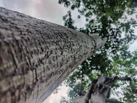 Close up low angle shot of a tree Stock Photos