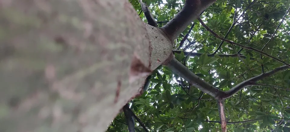 Close up low angle shot of tree branches Stock Photos