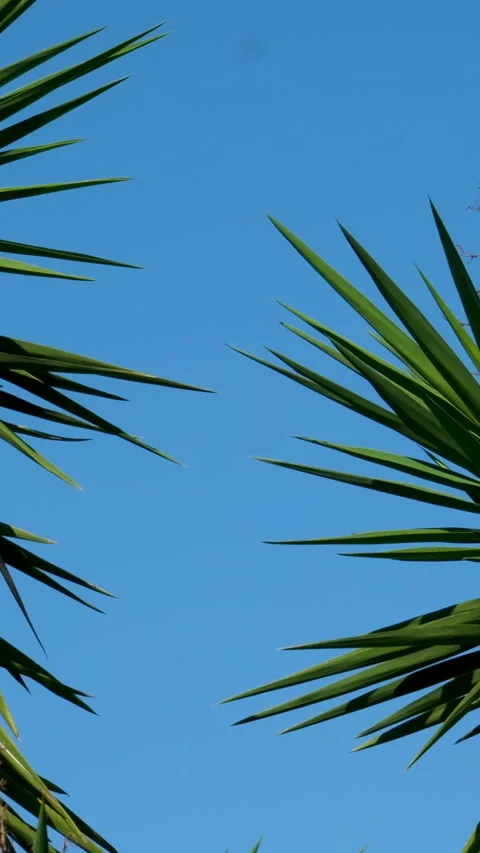 Close-up low-angle of a tropical plant with long, spiky green leaves radiating 스톡 동영상 317716009