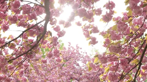 Close up low angle view of blooming sakura cherry tree in full blossom with Stock Footage 153984064