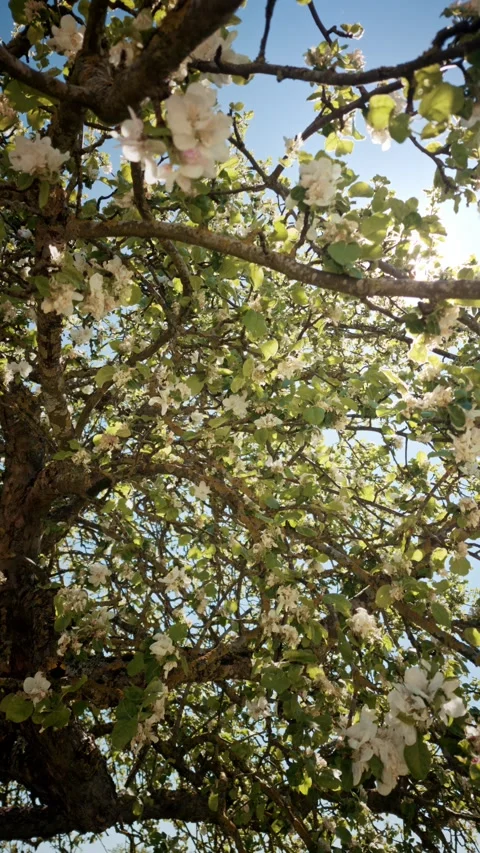Close-up Low Angle View of Blossoming Tree Branches Stock Footage 334135264