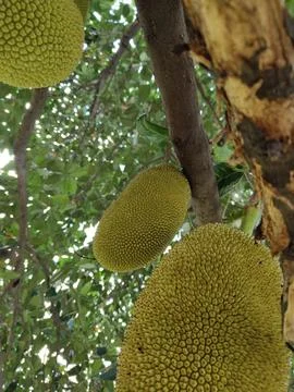 A close-up, low-angle view captures multiple spiky, green jackfruits Stock Photos