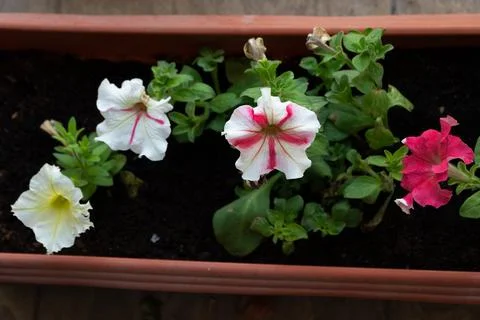 Close-up low angle view of colorful Petunia flowers in a long pot Stock Photos