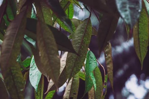 Close-up low angle view of durian leaf. Beautiful dark tone nature background 스톡 사진