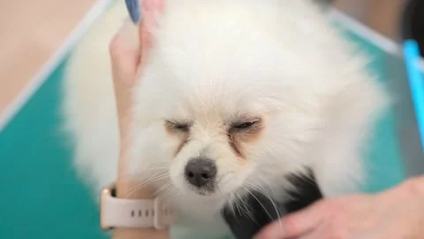 Close-up low-angle view of female groomer cutting adorable curly dog by electric Stock Footage 253804802
