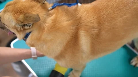 Close-up low-angle view of female groomer cutting adorable curly dog by electric Stock Footage 255718378