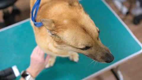 Close-up low-angle view of female groomer cutting adorable curly dog by electric Stock Footage 255718405