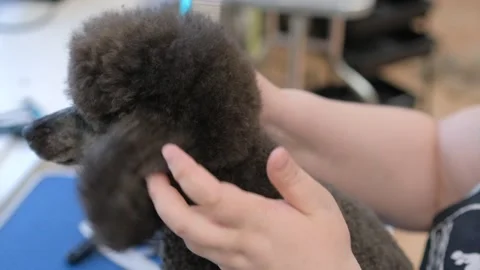 Close-up low-angle view of female groomer cutting adorable curly dog by electric Stock Footage 255718513