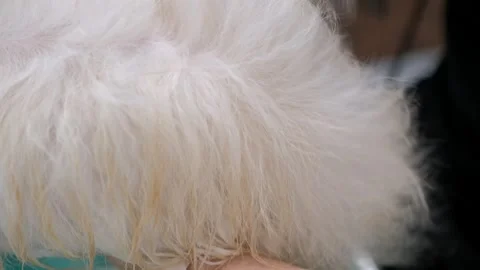 Close-up low-angle view of female groomer cutting adorable curly dog by electric Stock Footage 256203954