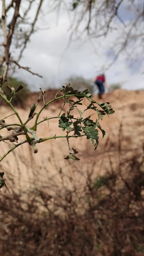 Close up low angle view of fresh leaf in the wind 4k spring nature background Stock Footage 203788628