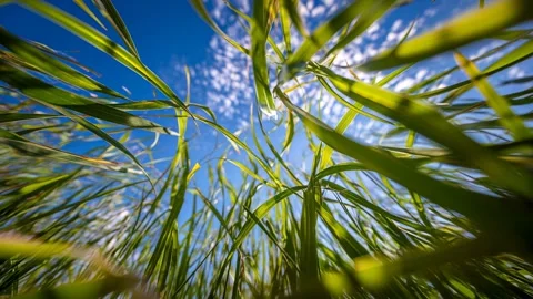 Close-up low-angle view of lush green grass against a bright sunny blue sky Video stock 315554813