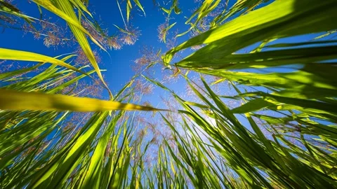 Close-up low-angle view of lush green grass against a bright blue sunny sky Video stock 315554829