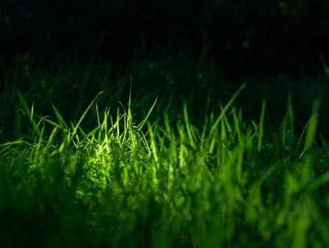 Close-up low angle view of lush dark green wild grass field with sunlight a.. 스톡 사진