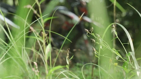 Close up low angle view of a motorcycle riding in the background of tall grass Stock-Footage 149128048