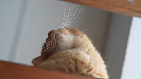 Close-up low-angle view muzzle of red domestic animal pet lying on shelf Stock Footage 274052869