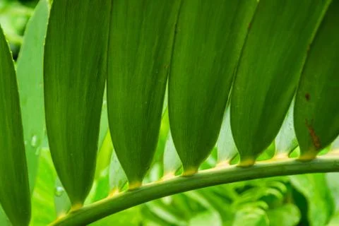 Close-up low angle view of orchid leaf. Beautiful green nature background. Stock Photos