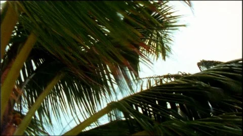 Close up, low angle view of palm tree fronds blowing about in stormy weather, 動画素材 95616730