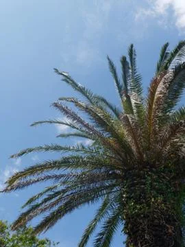 Close-up low angle view of palm tree against blue sky with white clouds. Foto stock