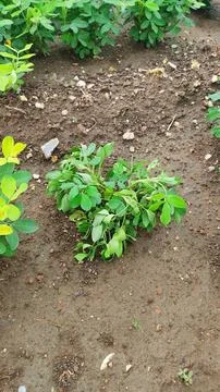 Close up low angle view of peanut plants (Arachis hypogaea) growing in a fi.. Foto stock