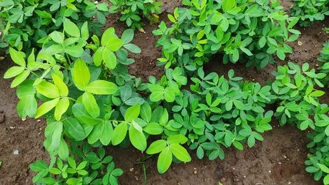 Close up low angle view of peanut plants (Arachis hypogaea) growing in a fi.. Stock Photos