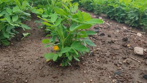 Close up low angle view of peanut plants (Arachis hypogaea) growing in a fi.. Stock Photos