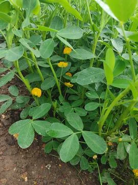Close up low angle view of peanut plants (Arachis hypogaea) growing in a fi.. Foto stock