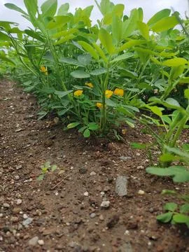 Close up low angle view of peanut plants (Arachis hypogaea) growing in a fi.. Stock Photos