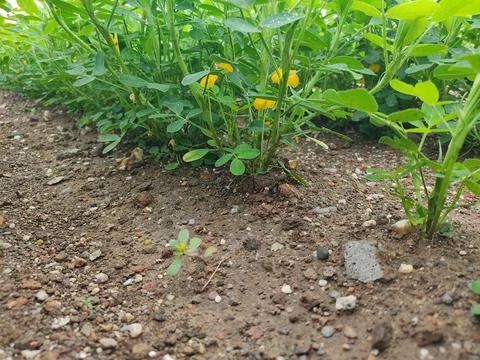 Close up low angle view of peanut plants (Arachis hypogaea) growing in a fi.. Stock Photos