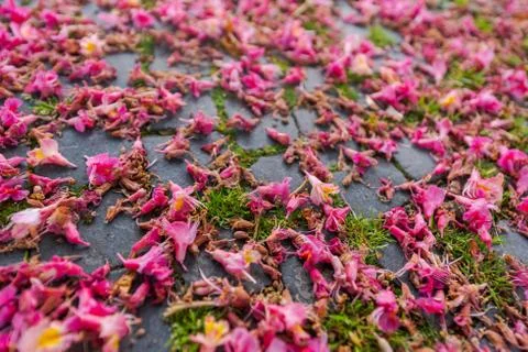 Close up low angle view of pink chestnut tree blossoms lying on medieval cobb Stock Photos