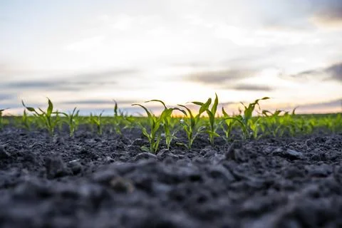 Close up low angle view at row of young corn stalks at field spring time in a Stock Photos