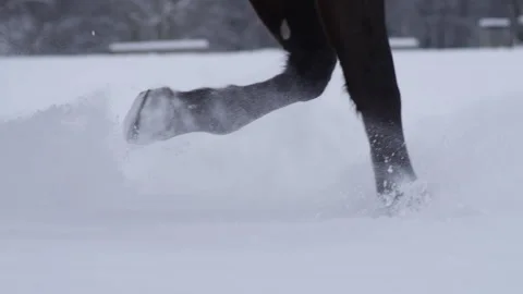 CLOSE UP, LOW ANGLE: Young thoroughbred horse canters across a snowy meadow. Stock Footage 157032167