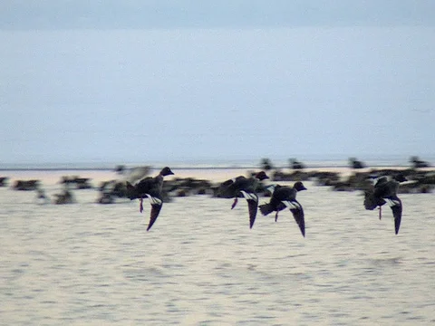 Close Low Fast Flying Goldeneyes Land with Northern Shovelers Stock Footage 124941922