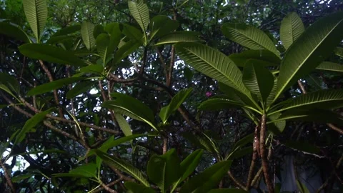 Close-up low light shot of raindrops dripping from lush plumeria leaves under a Stock Footage 321103655