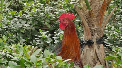 Close up Low view Red rooster standing in green bushes moving head back and fort Stock Footage 300806932