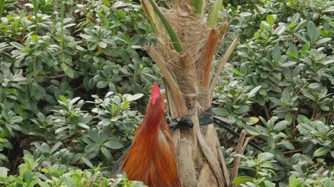 Close up Low view Red rooster standing in green bushes moving head back and fort Stock Footage 300806943
