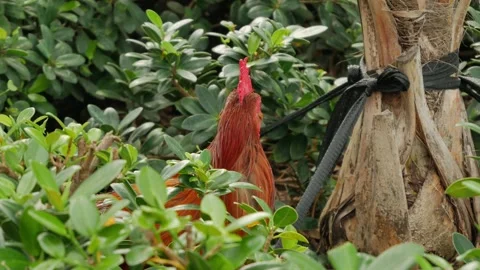 Close up Low view Red rooster standing in green bushes moving head back and fort Stock Footage 300808067