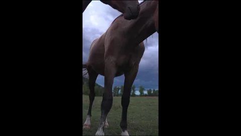 Close low‑angle macro view of a horse’s head and muzzle 動画素材 345587858