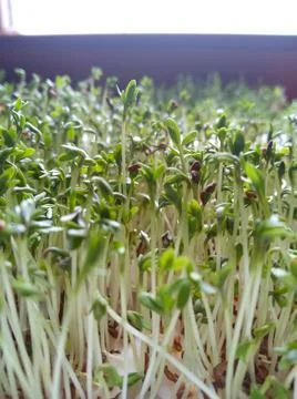 Close-up of lucerne microgreens on the window. Sprouting microgreens. Stock Photos