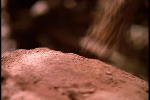 Close up of Lucy pounding on a termite mound with a stick to break it open. Stock Footage 86752503