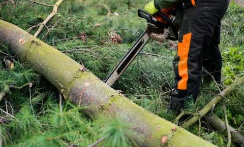 Close-up of lumberjack with chainsaw cutting a tree, midsection. Stock Photos