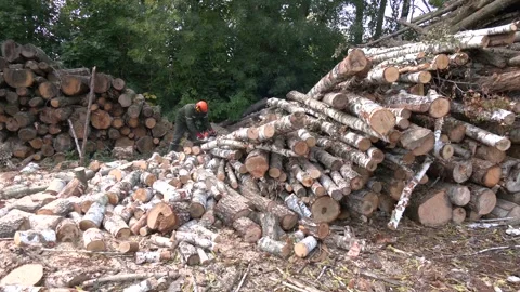 Close up of a lumberjack cutting old wood with a chainsaw. Video stock 259504174