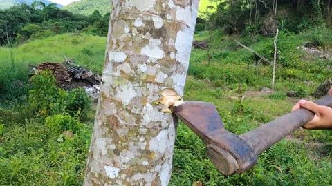 Close-up of Lumberjack Cutting Tree with Axe. Timber extraction Stock Footage 168906659