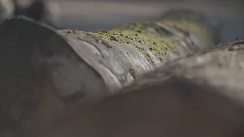 Close up of lumbers 動画素材 92318851